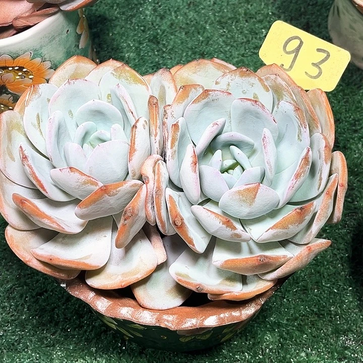 大双头93号码牌子的