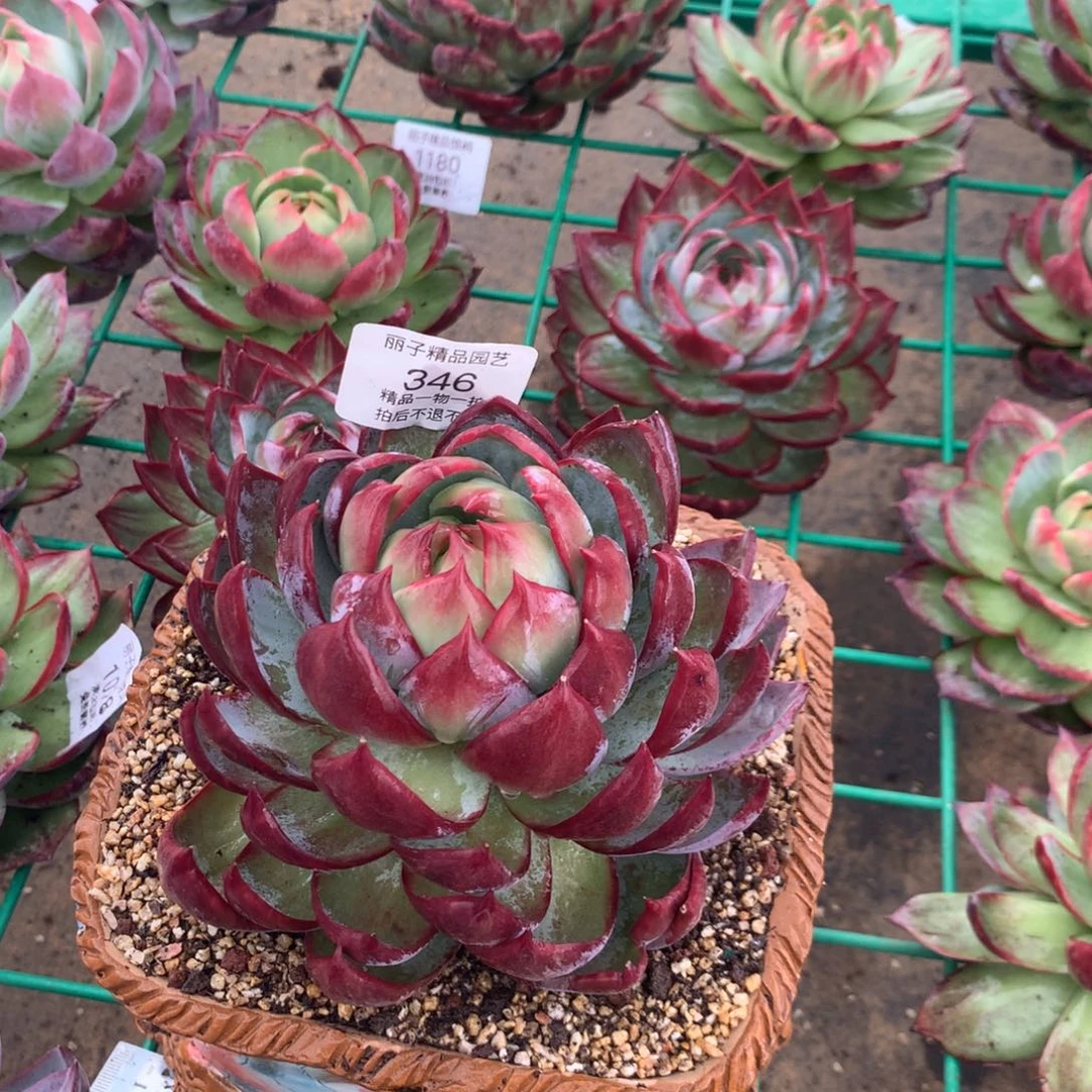 346号多肉植物惊鸿，14