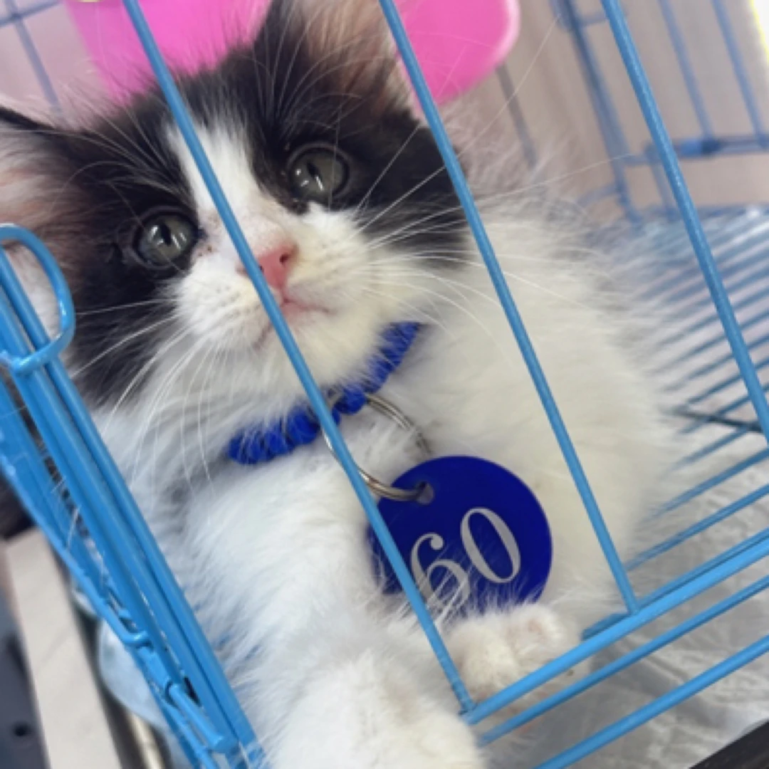 多种品种猫咪宠物猫橘猫梨花猫现货一物一拍奶牛猫