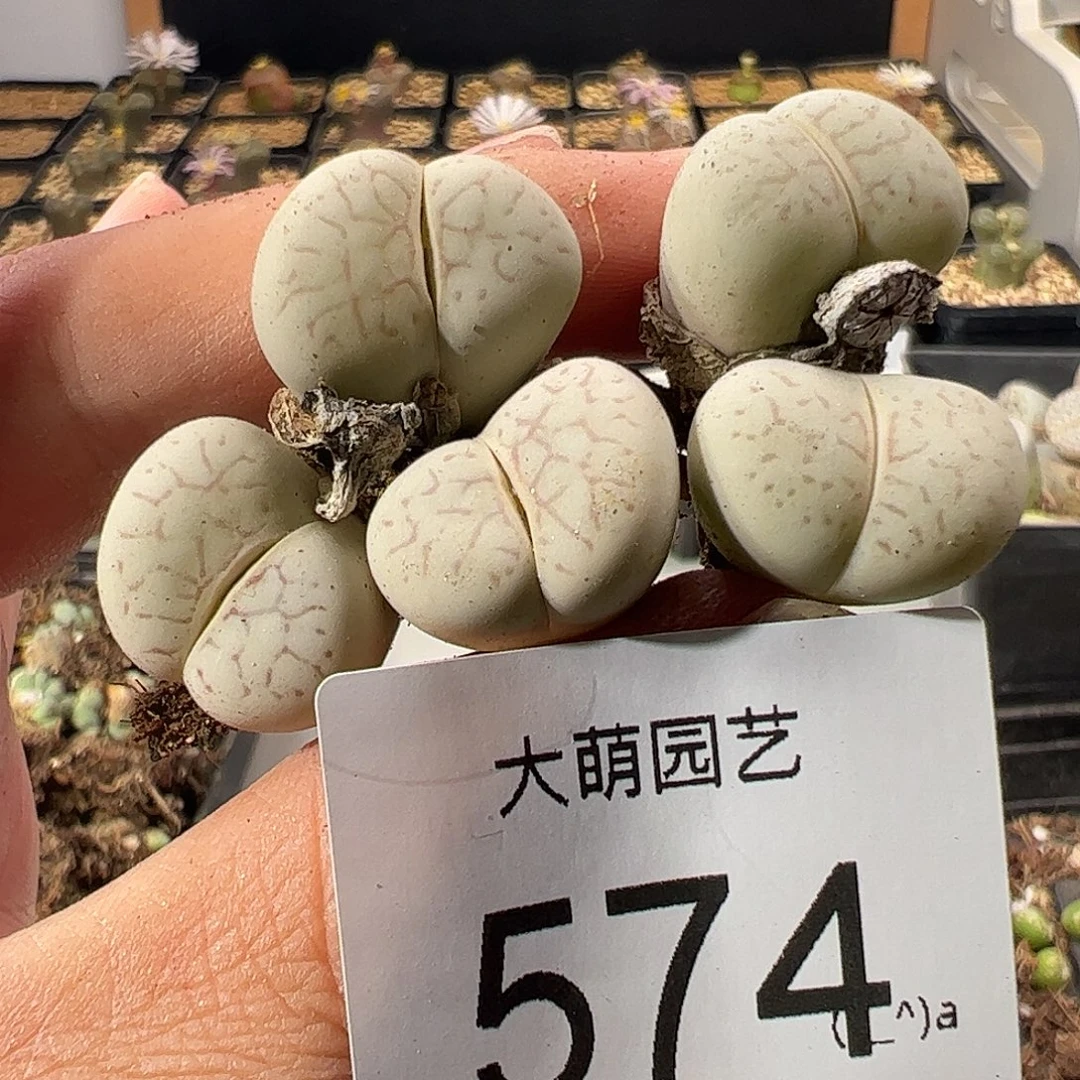 一物一拍。        574