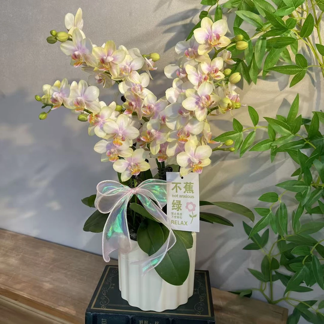 蝴蝶兰《祥云》稀有小众色系不撞款 好养耐养带花带花苞 基地直发