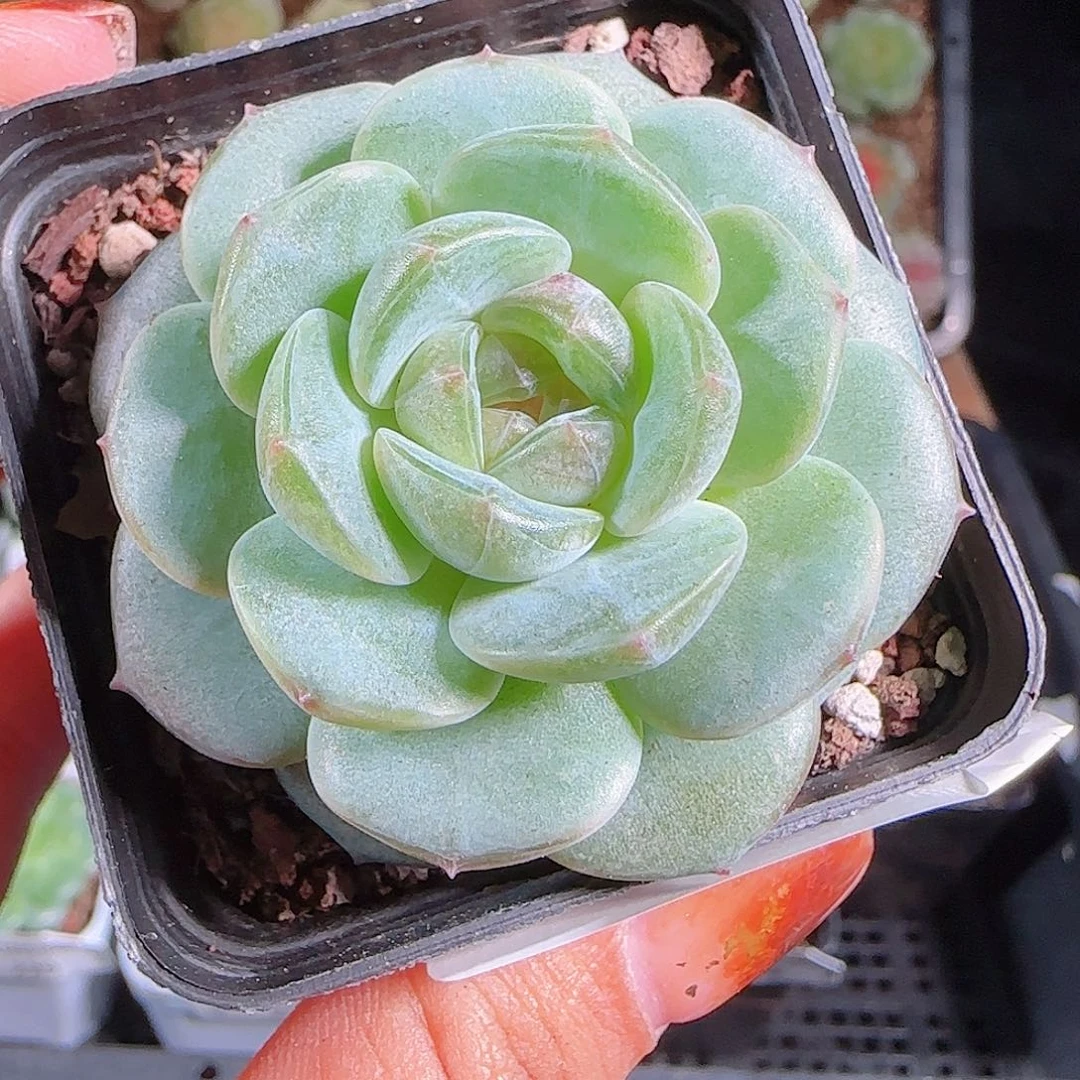 1014---233暗香一物一拍