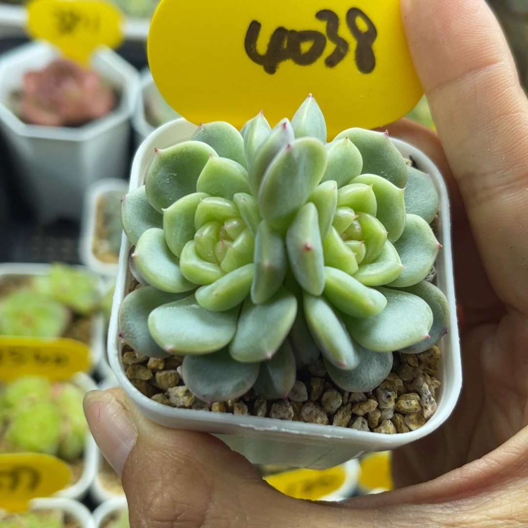 荔枝甜心双头4038
