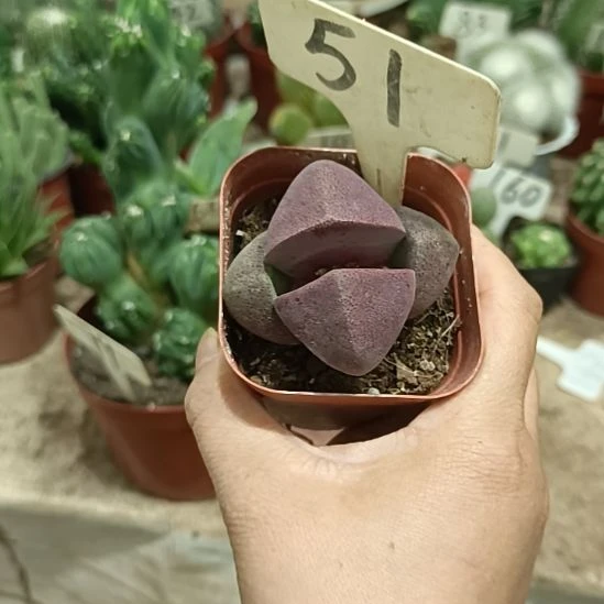 当前无花朵，栽培后可花朵紫元宝    15元