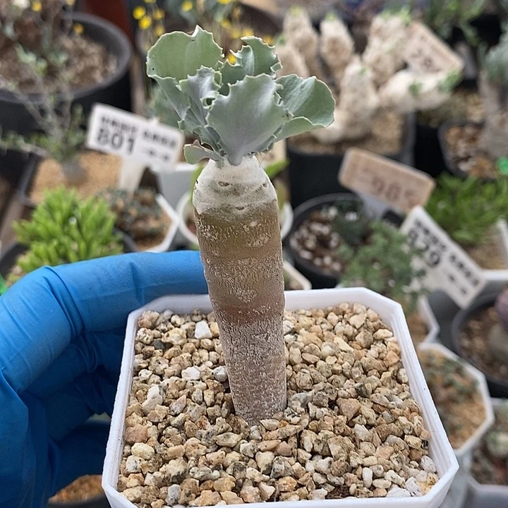 6009雪露厚敦菊带盆一一一一