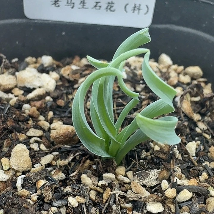 老马生石花贵妃弹簧草506