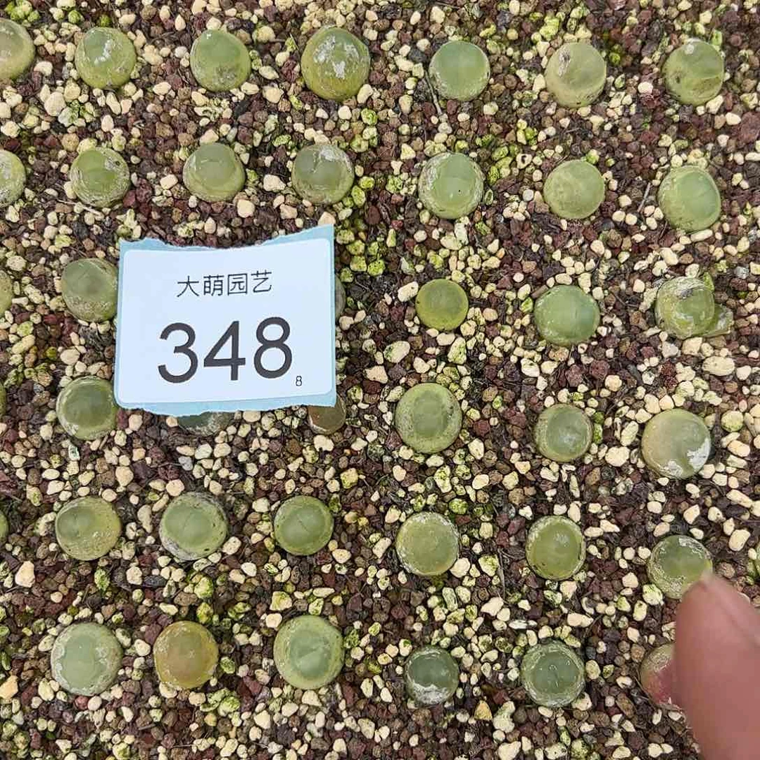 0000348量拍大拉登1颗尺寸1.3上下