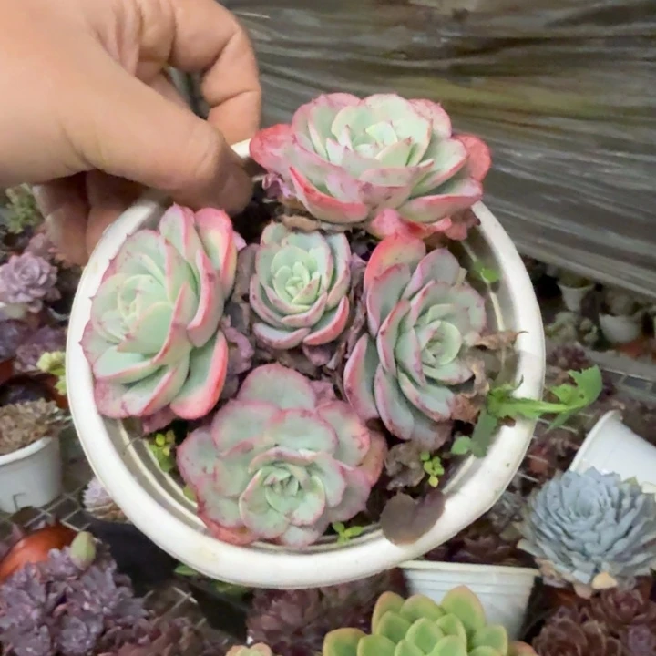 奶油黄桃五头起老桩