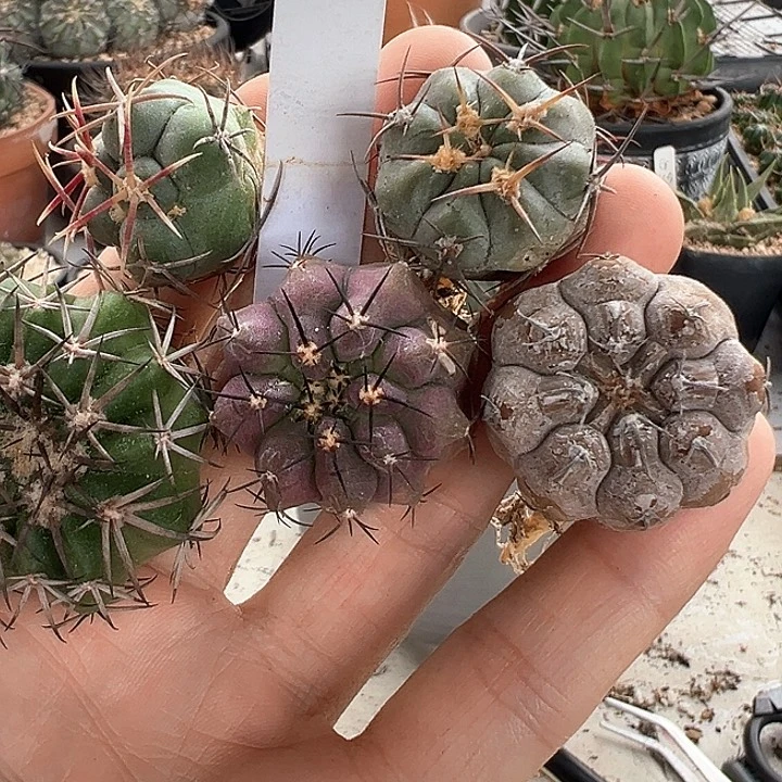 有***我仙人球 什锦福利套餐668