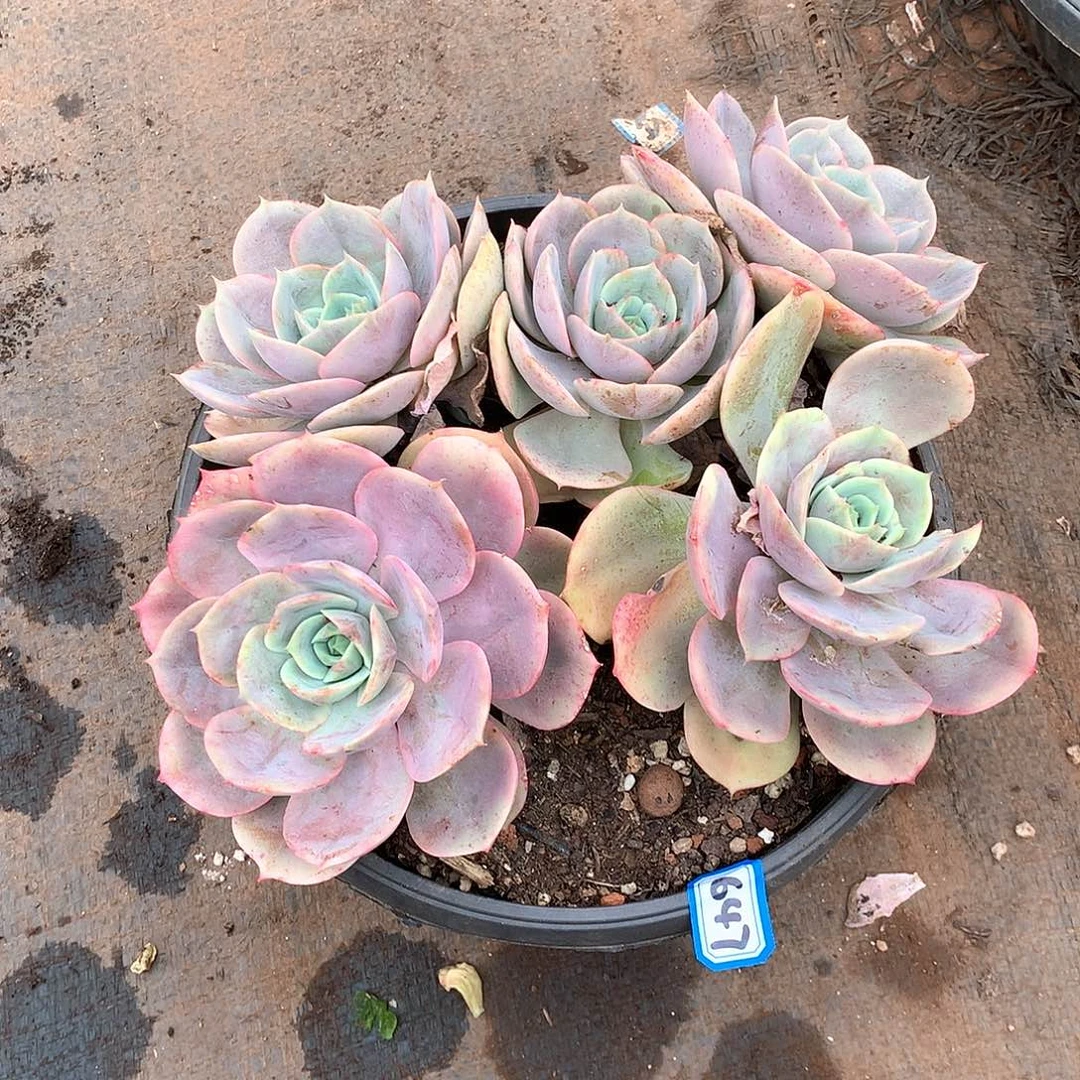 647蓝色苍鹭一物一拍多肉