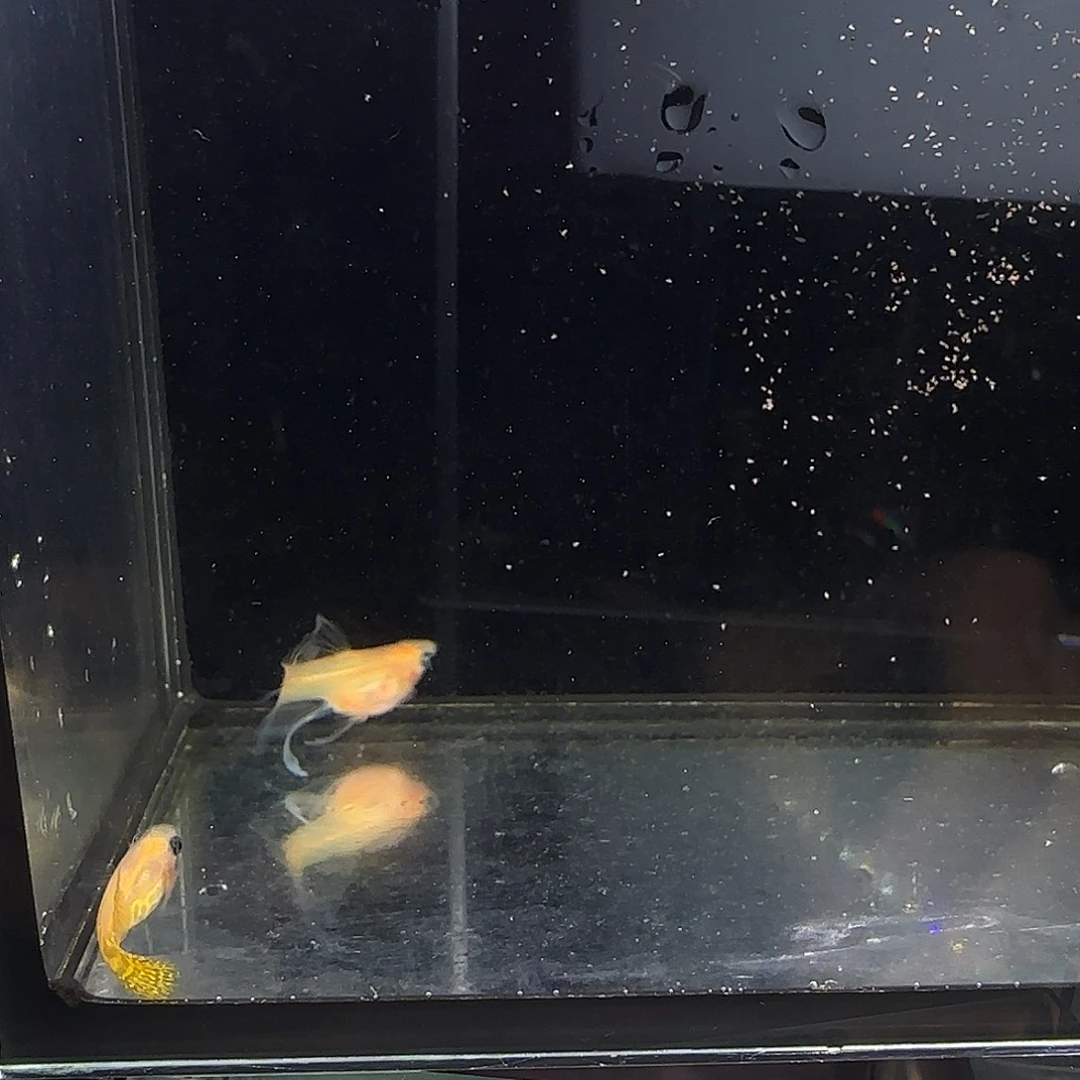 孔雀鱼黄化黄蕾丝短体大c一对