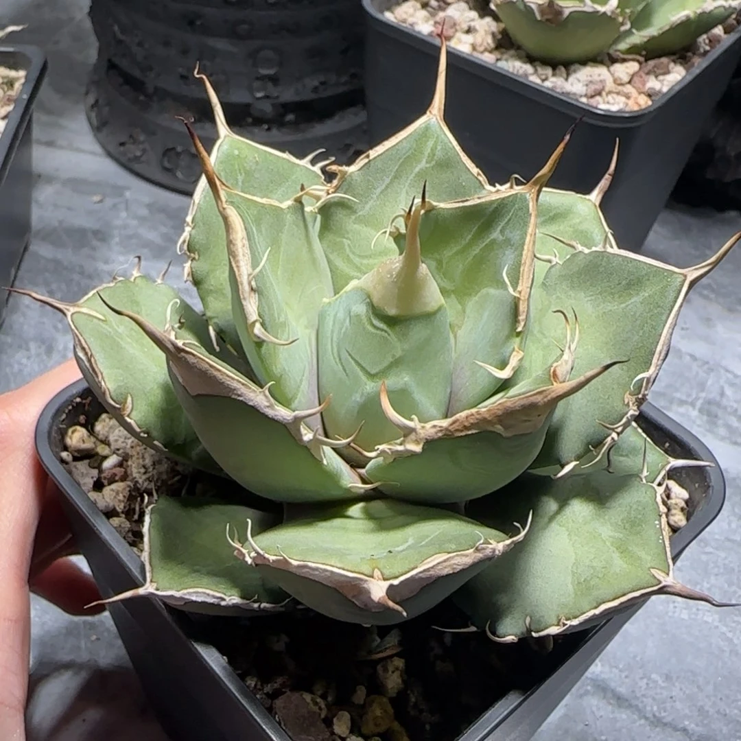 实生仁王冠龙舌兰5