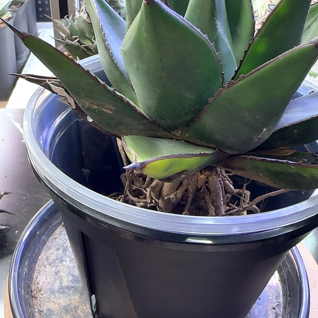 厚叶雅丽桑娜11111111