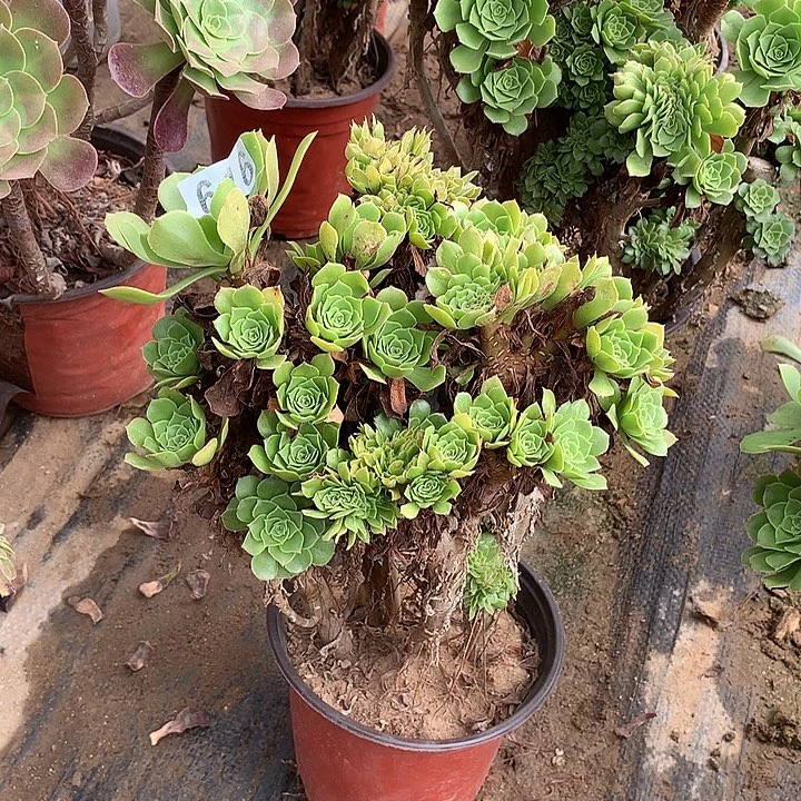 多肉植物绿羊绒缀616号