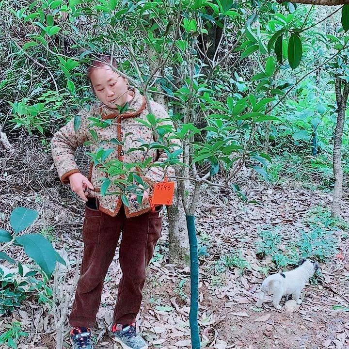 用***4完全开放3/4左右金桂