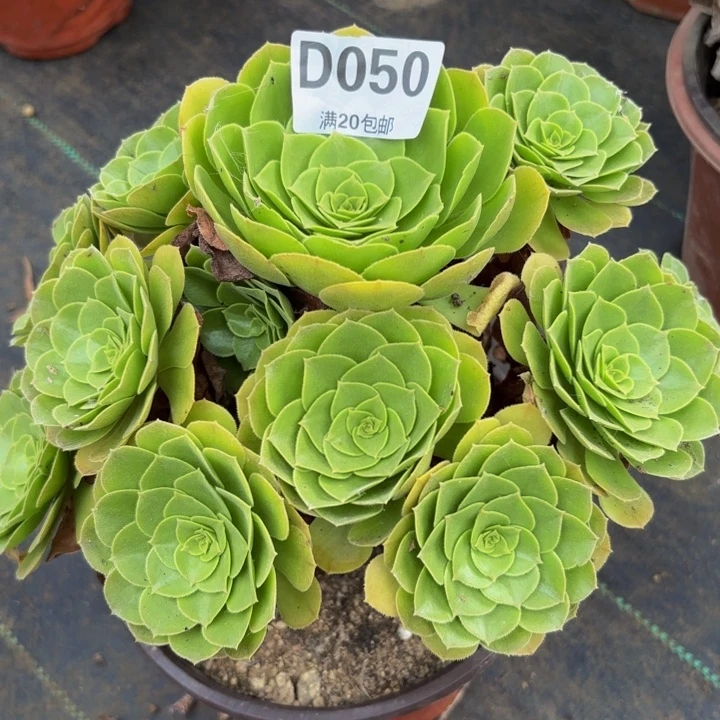 瑞妈多肉植物，050圣罗兰