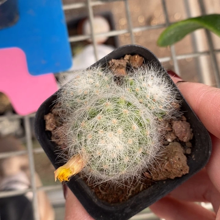 伯克利的故事是一个人的