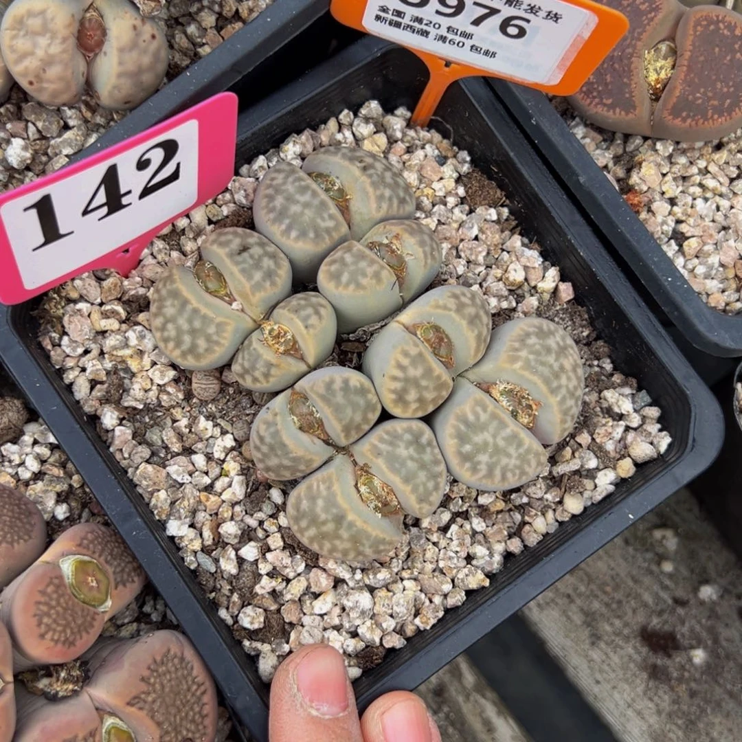 976 一物一拍，默认有伤，介意勿拍，不退不换