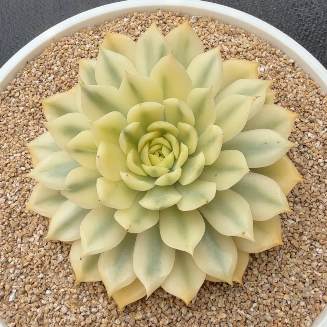 海蓝锦锦上园艺一物一拍