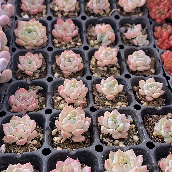 84 多肉植物盆栽花卉