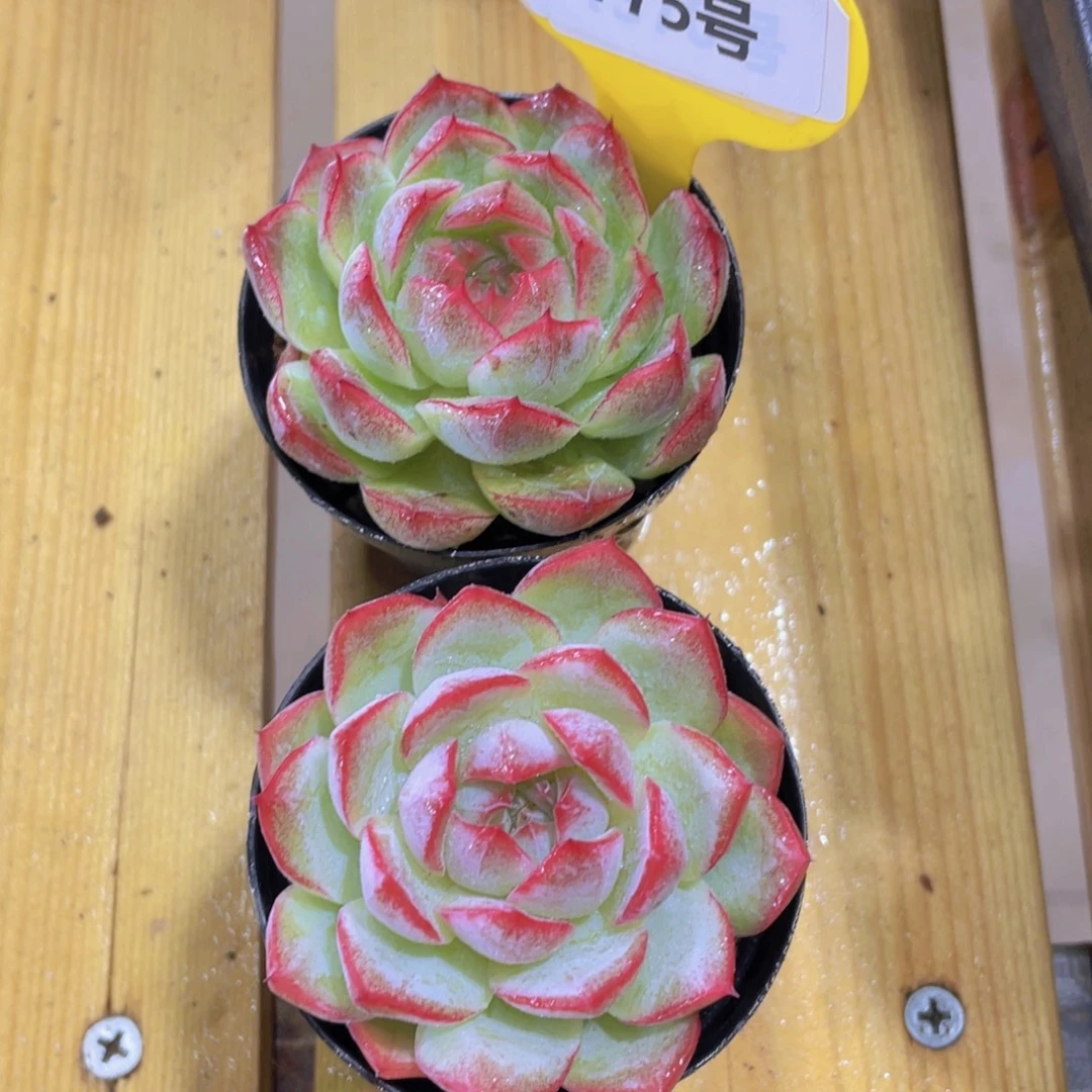 775号 宽叶奶油女王单头一个