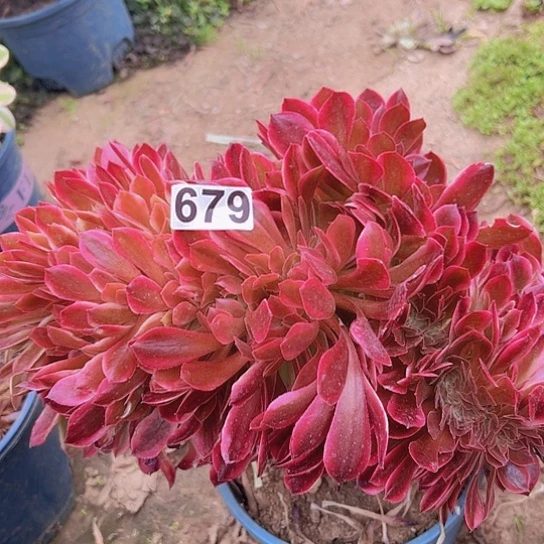 夏**?多肉植物一个