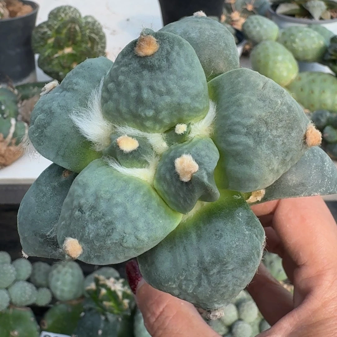 【闪购商品】无花朵往****）丸尤怒239