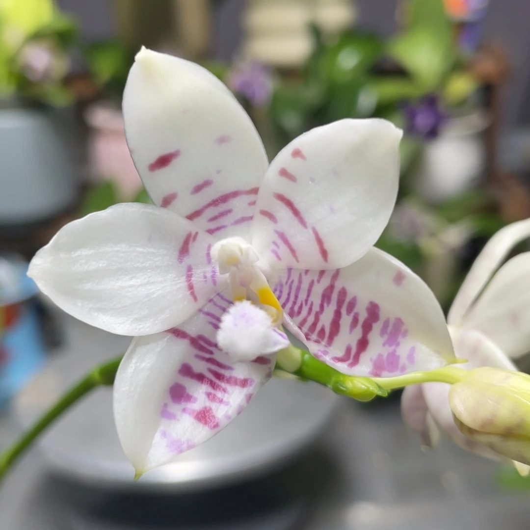 完全开放咖啡盾交蓝孔雀