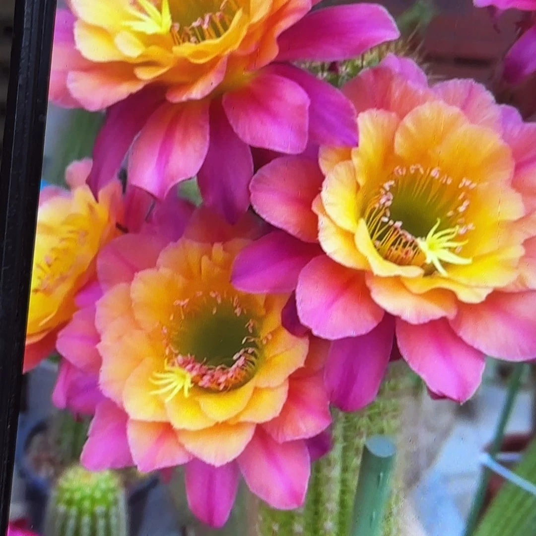 时光金妞别呀20包邮22