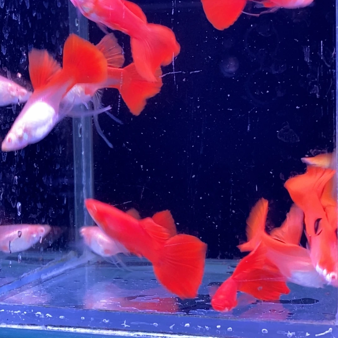 孔雀鱼血红飘带5对