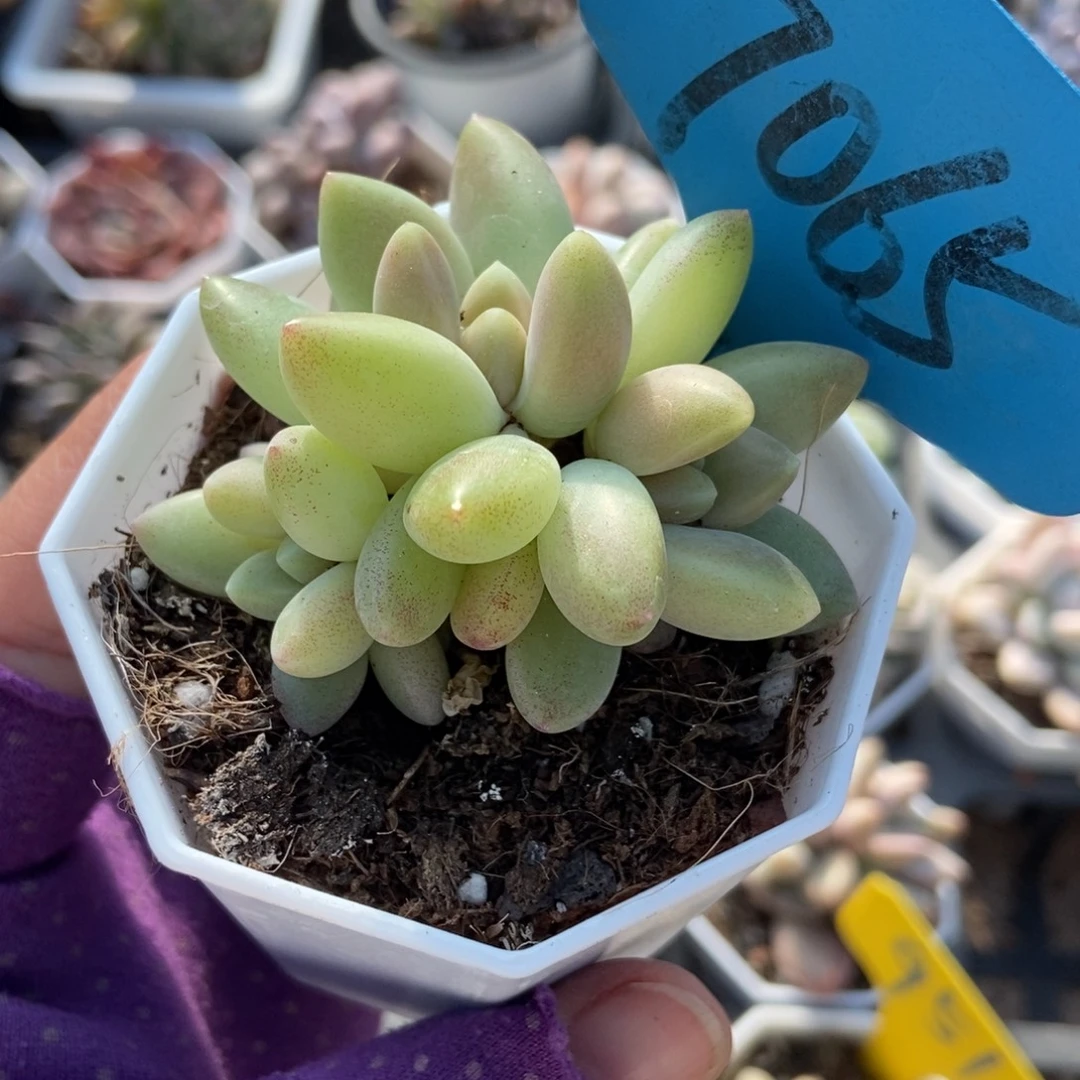 7065橙色奇迹锦多肉