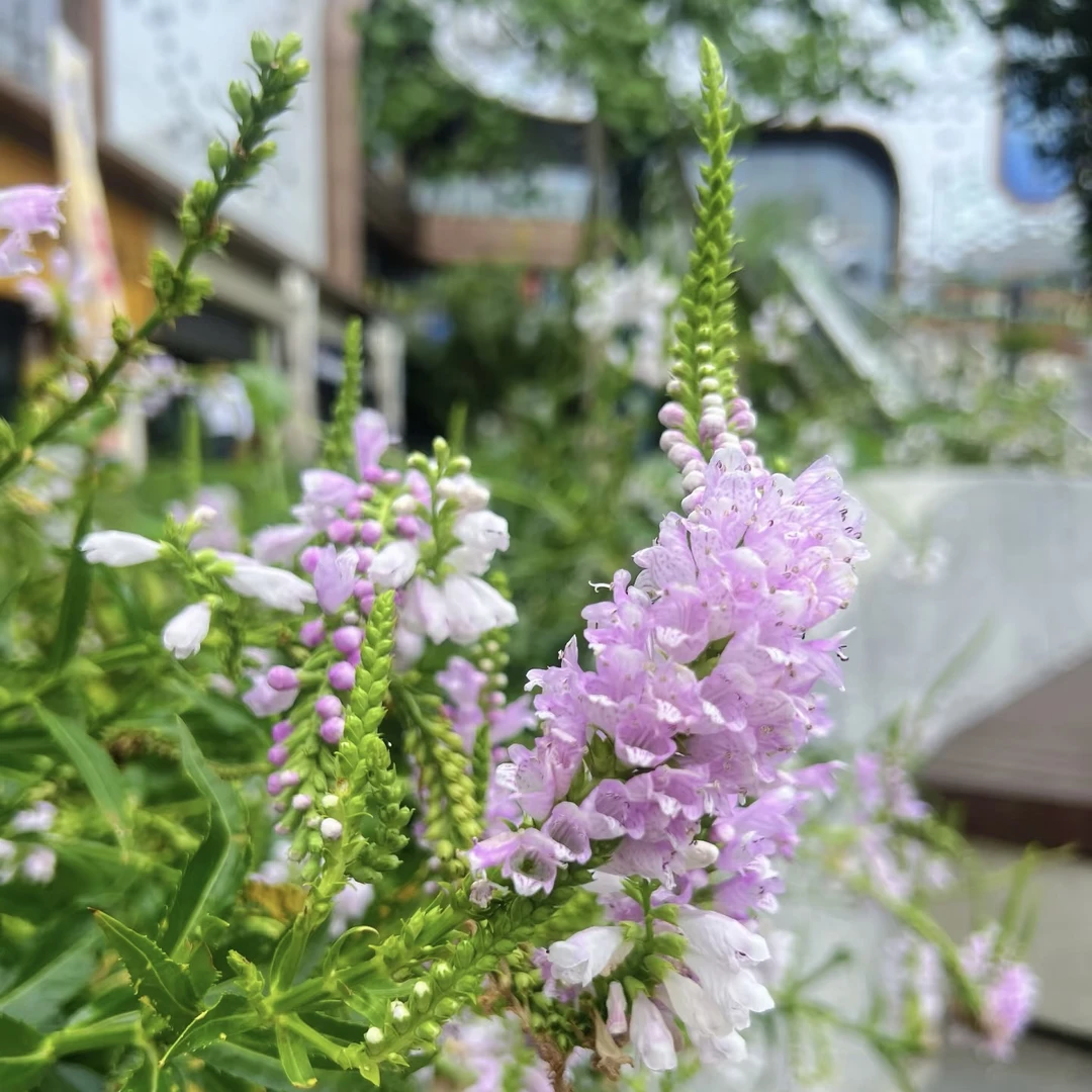 【假龙头】耐寒耐旱多年生宿根花卉适合庭院阳台种植盆栽