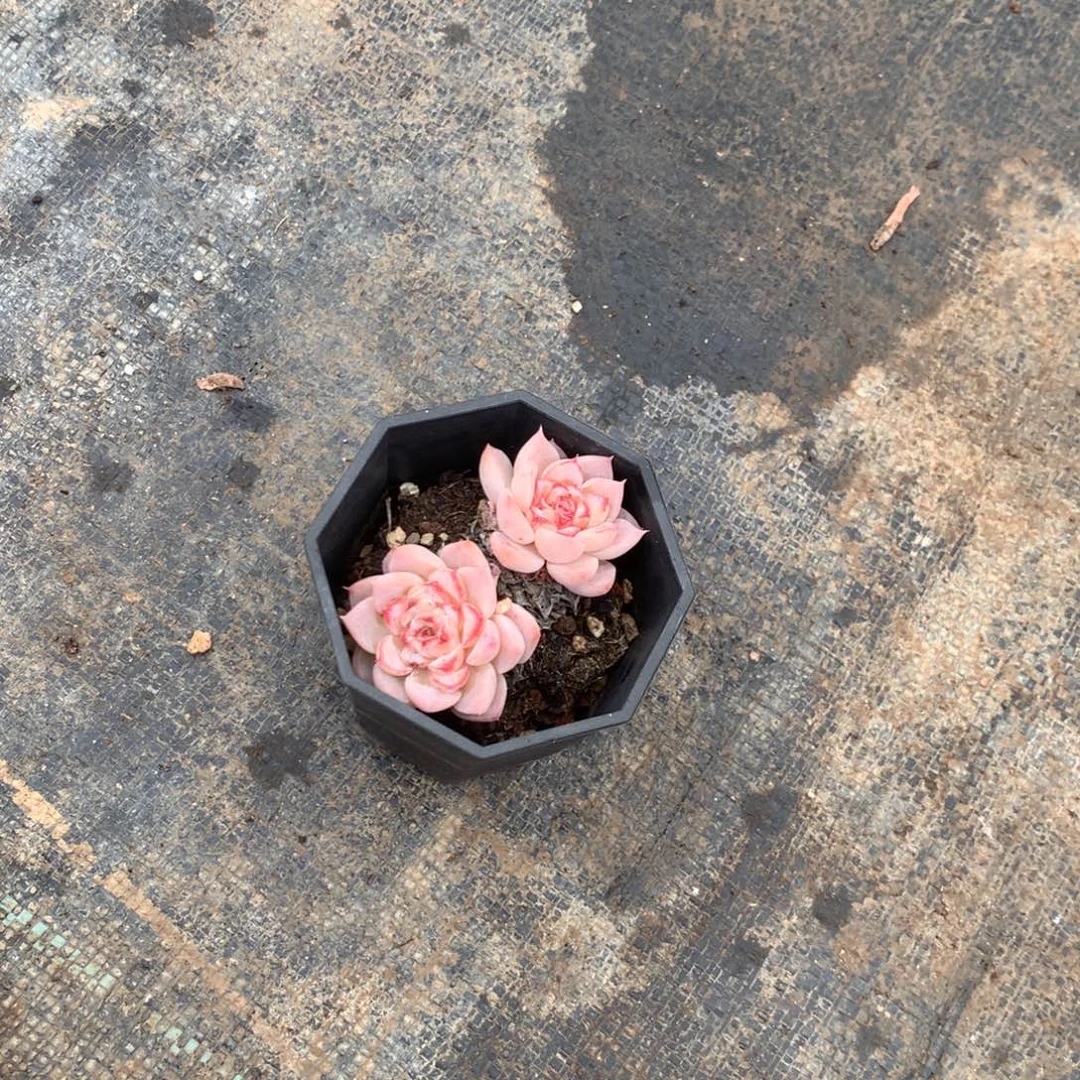 茉***。清乾隆皇帝赐匾及
