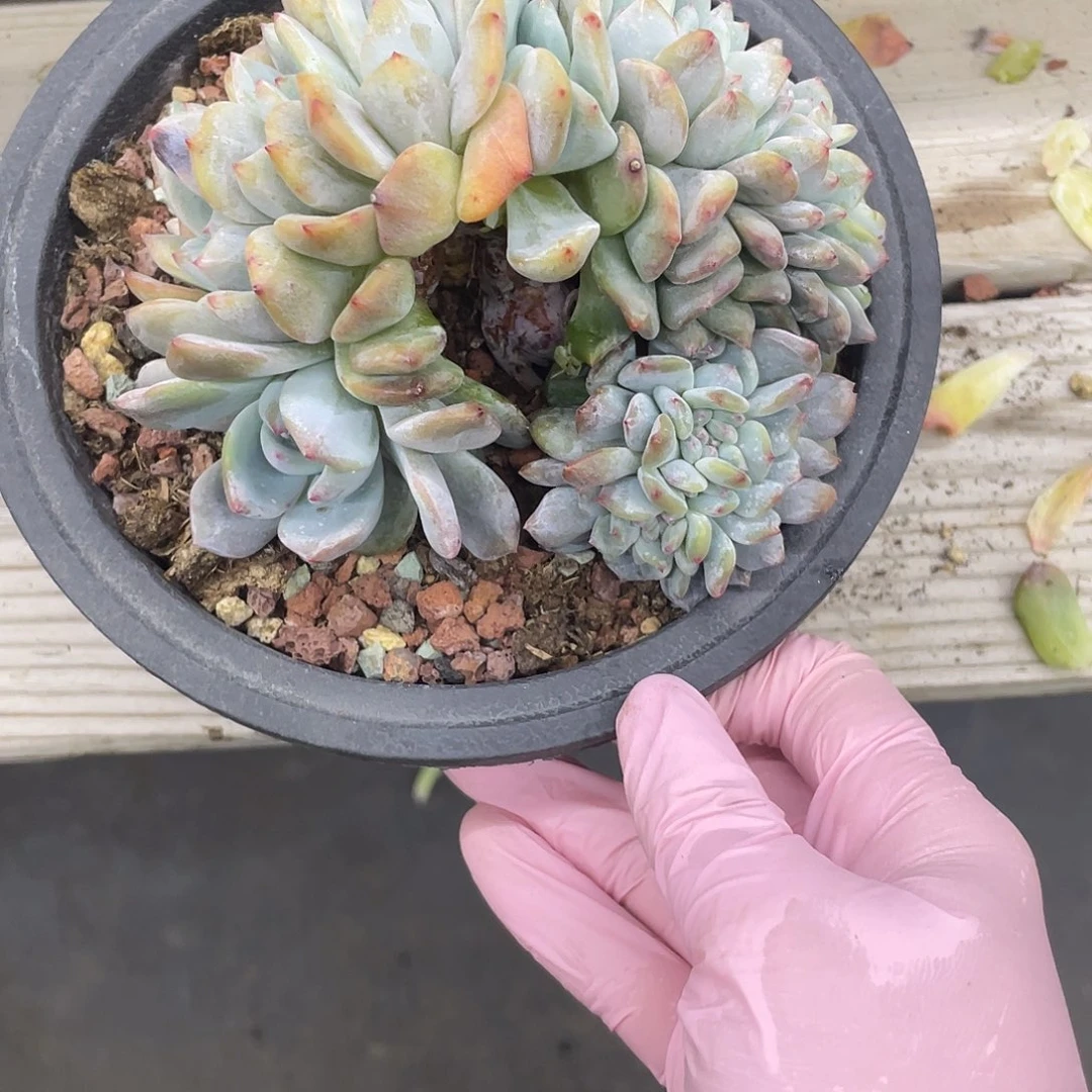 ᥫ****然然寄养代售，星影缀化一个128元