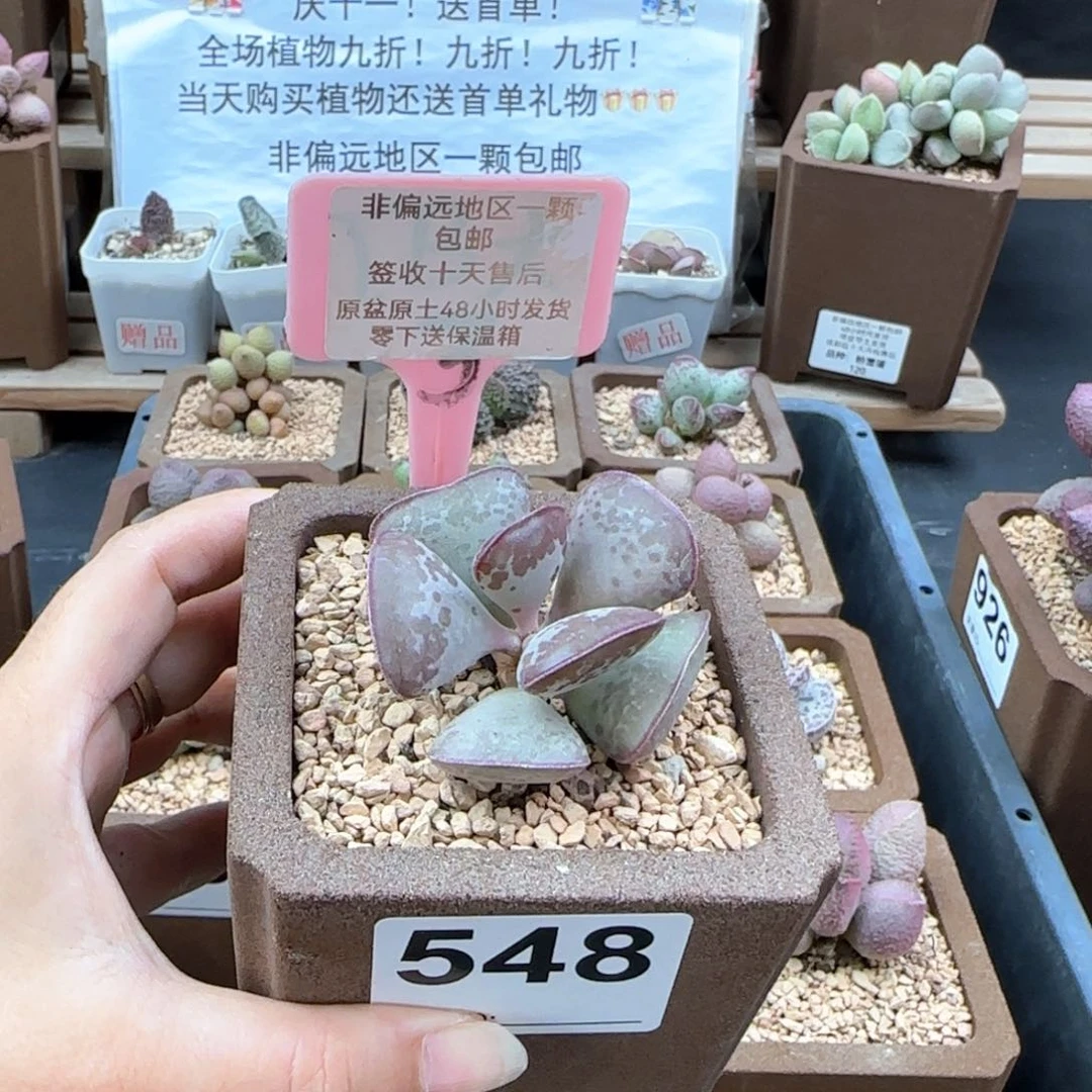548爱心多肉植物