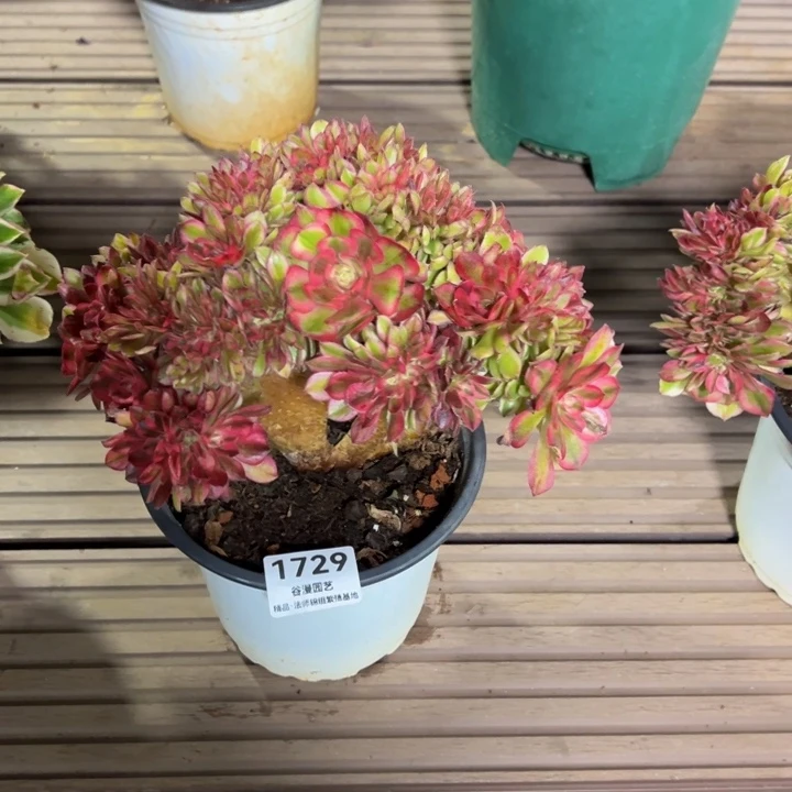 1729荔枝缀化（木质化）