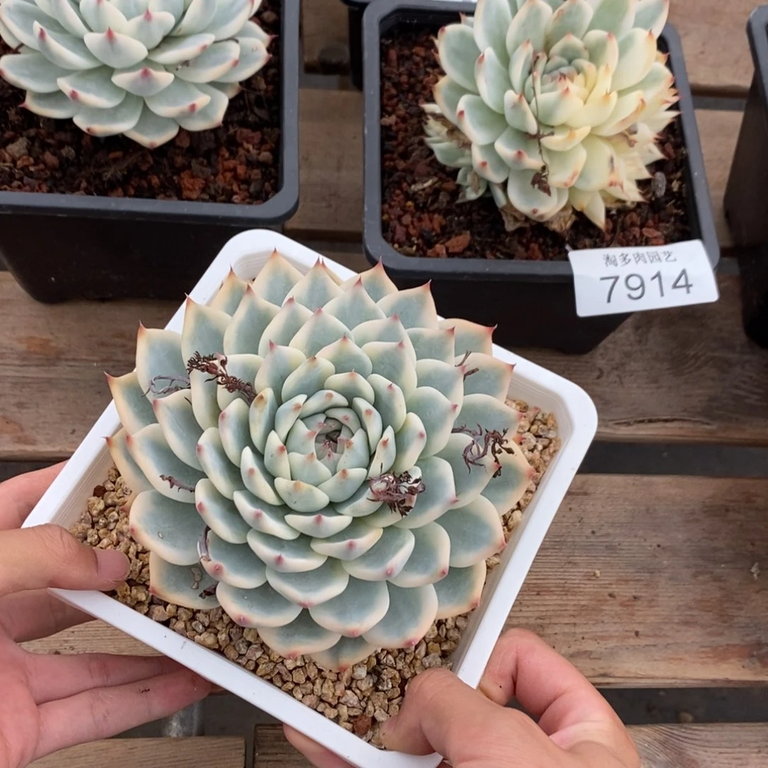 吉娃娃锦多肉植物7918