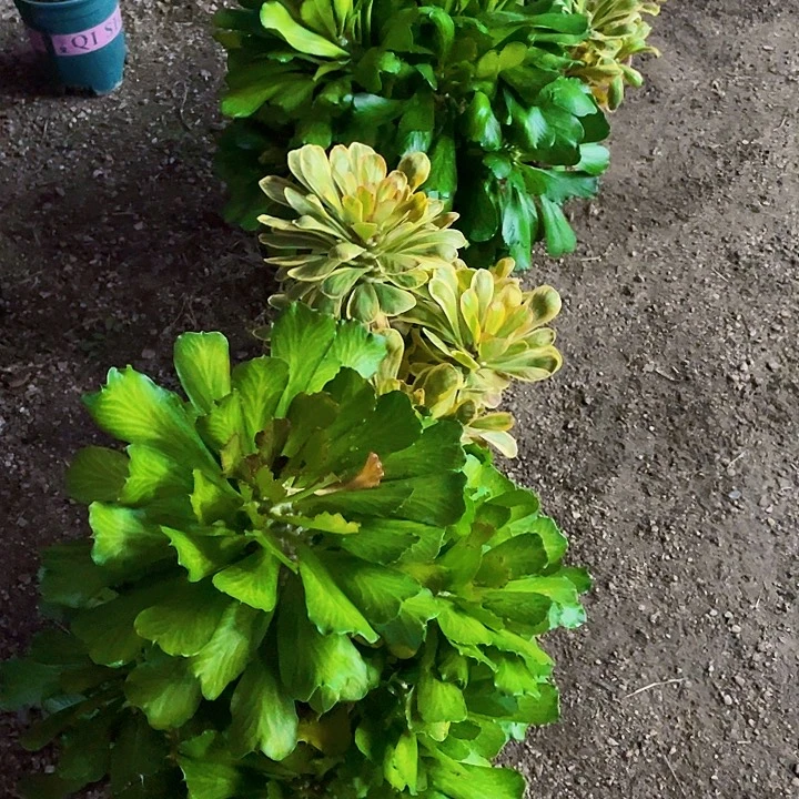 碧***姐完全开放扇贝麒麟四颗