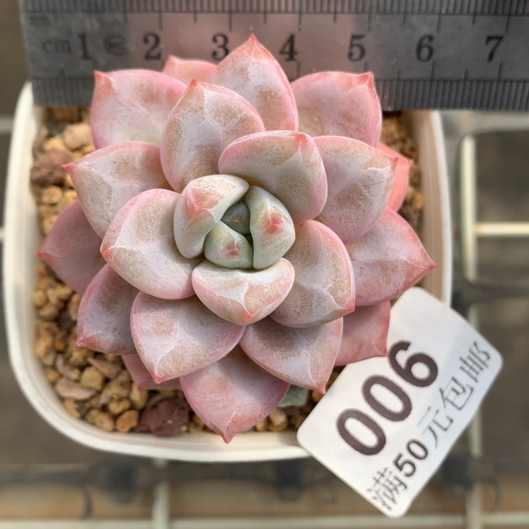 6。星星雪。老桩韩货。