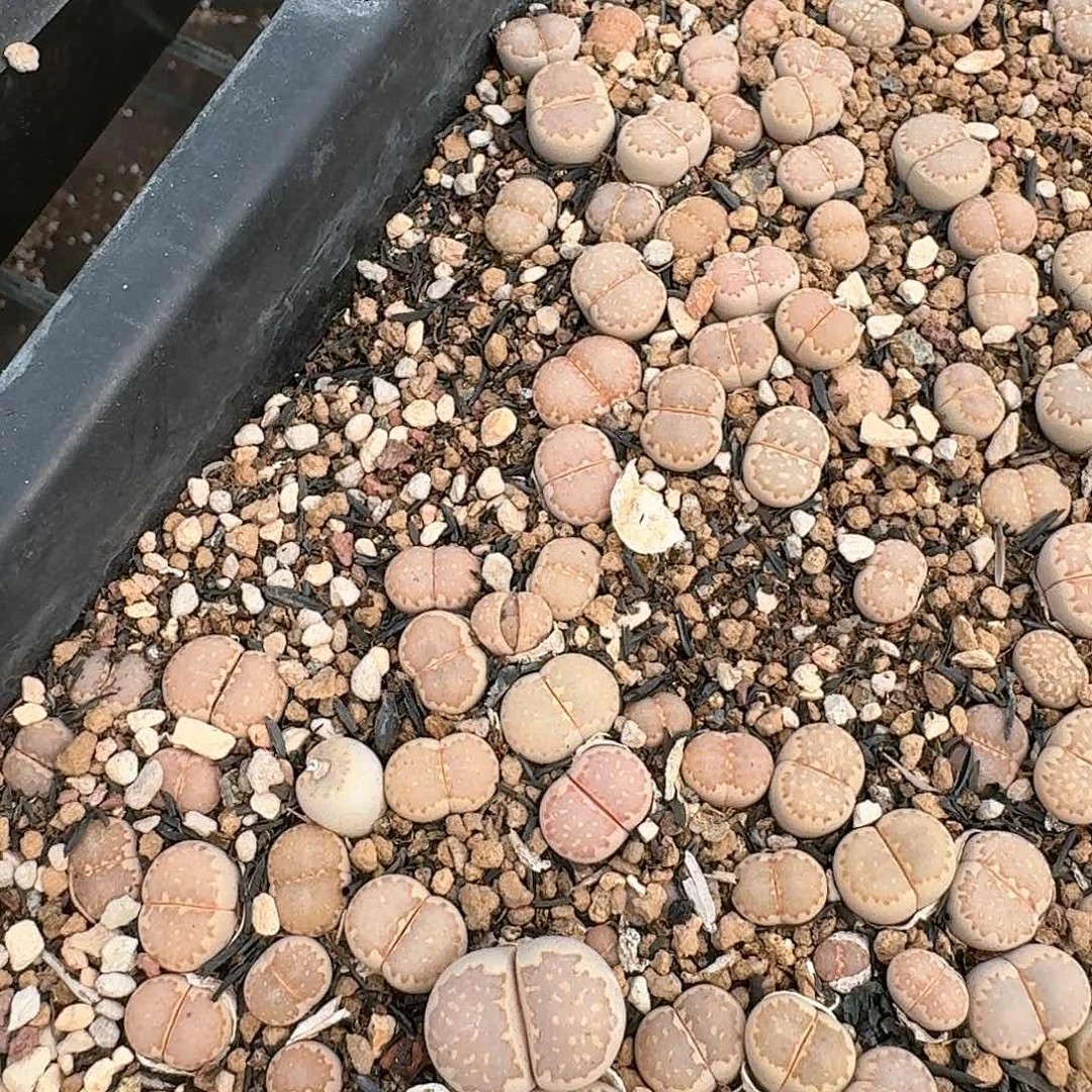 一****糕清框特价秒162a切糕