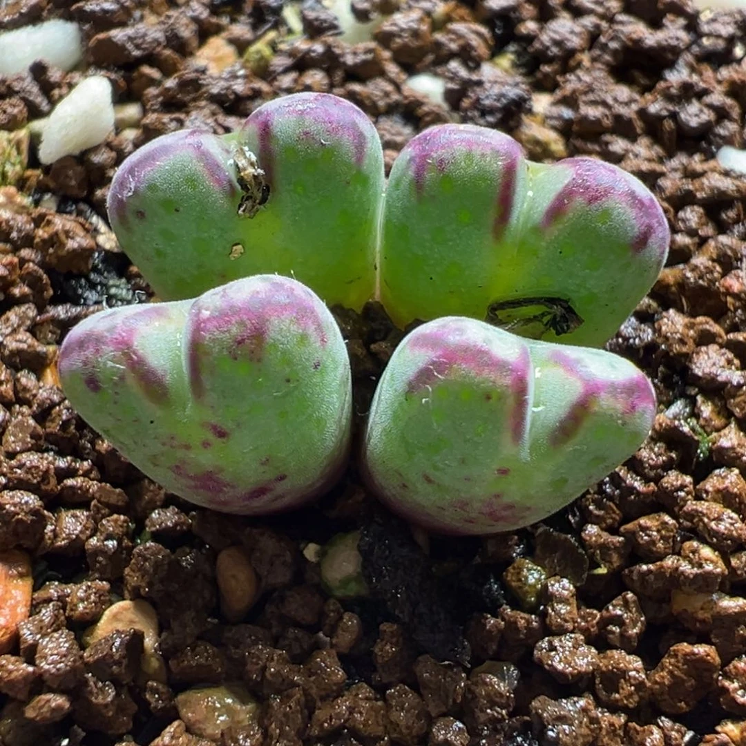 原始斑马多肉植物盆栽栽培