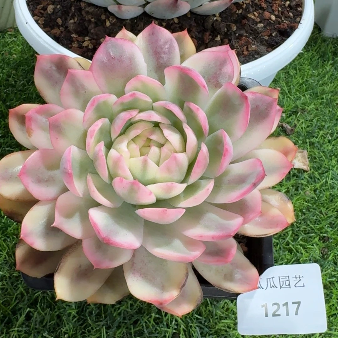 1217粉水晶锦多肉植物