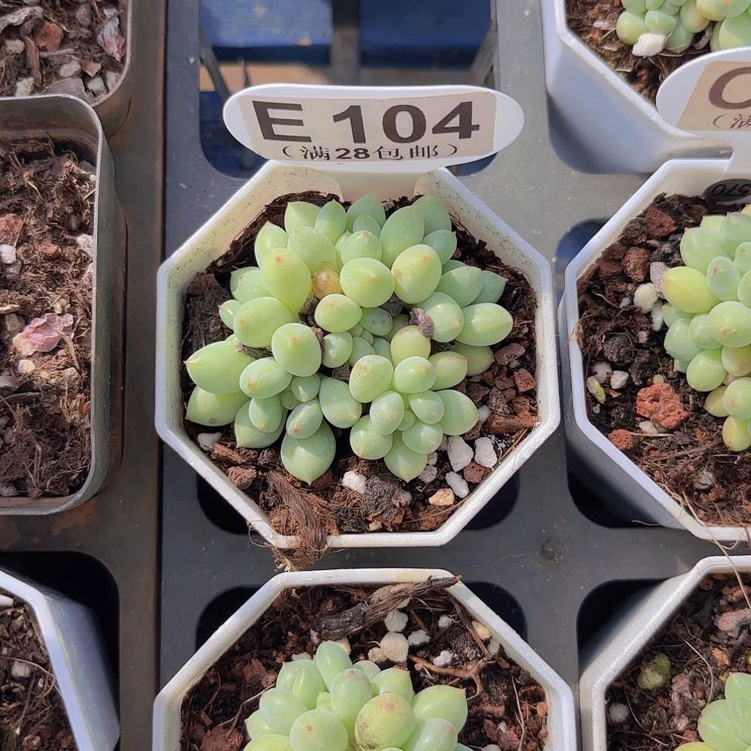 酸***咸E104精灵奶一物一拍