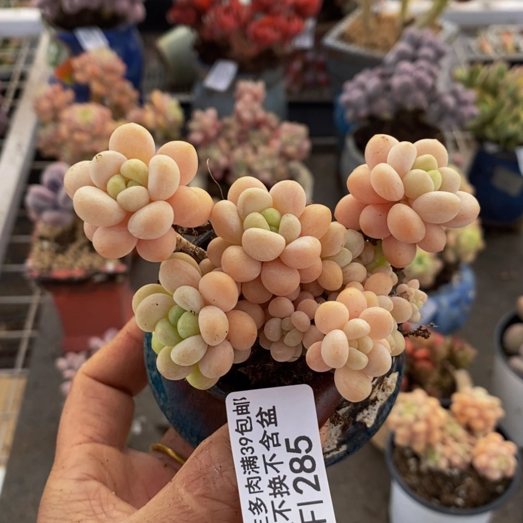 洛可可285/8c m福利