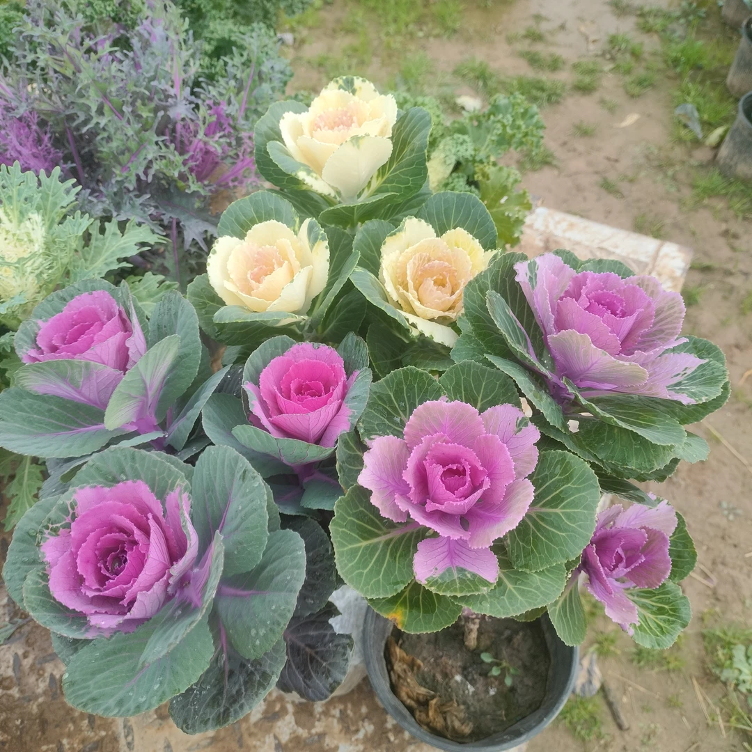 一元福利羽衣甘蓝盆栽花卉绿植盆栽花卉多头花卉盆栽