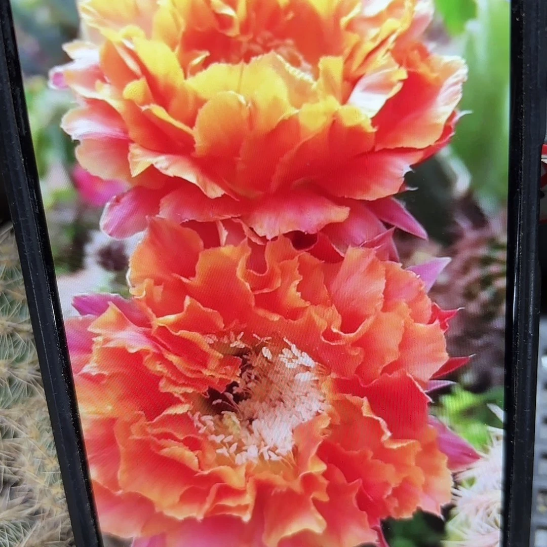 千层酥彩侧牙20包邮51