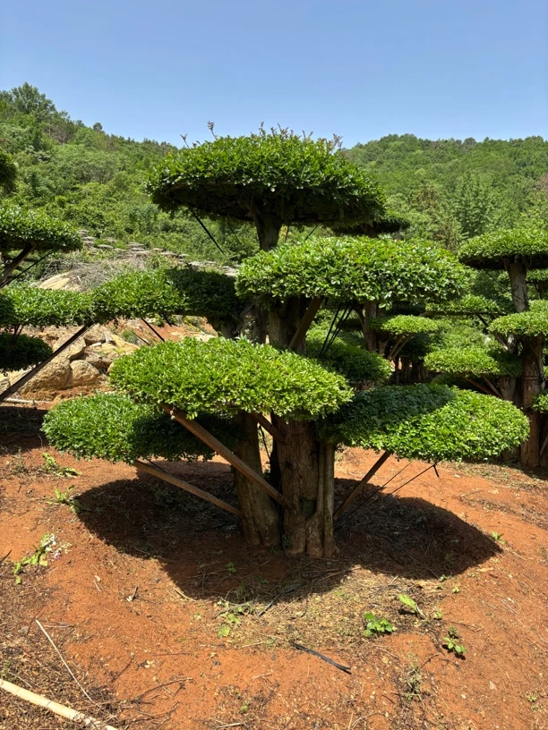 对节白蜡多杆丛生 高度2米，3-5杆，地径30-40公分（定金专用）