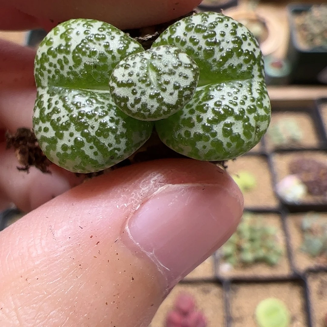 【闪购商品】254 安贞