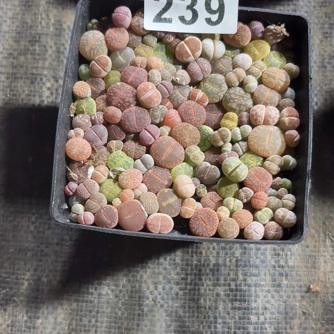 初***见生石花一物一拍239