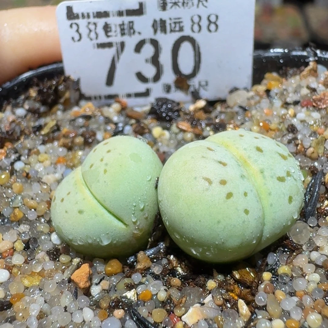 Sssss生石花肉锥730绿灵耀